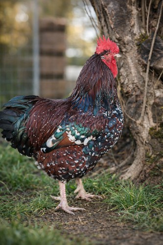 Oeufs fécondés de - oeufs,