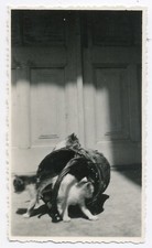 Snapshot Photo originale vintage Chats jouant avec panier osier - SA252