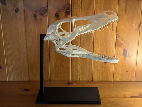 Réplique crane dinosaure - réplique,