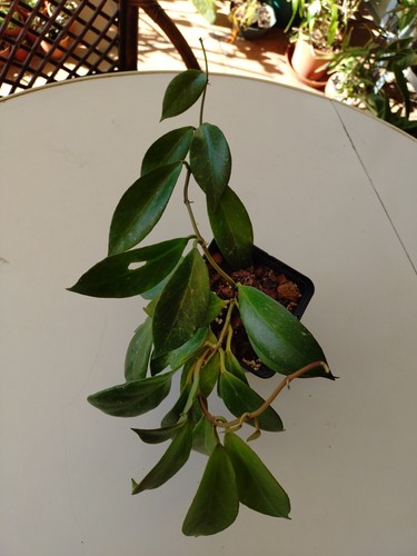 Hoya sunrise - hoya,