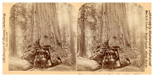USA, Californie, Mariposa Grove, Tunnel dans un tronc d'Arbre Wanona, ca.18