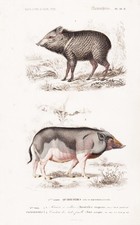 Sanglier Pecari Tajacu Pekari Cochon Gravure Acier Orbigny 1849