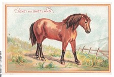 CAR-ADOP11-0892-CHROMOS - poney du shetland