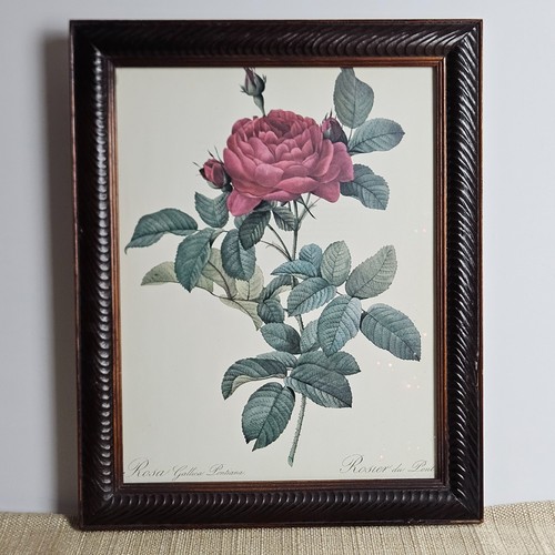 Rosa gallica pontiana vintage - gallica,
