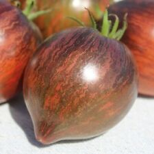 20 Graines de tomates Rebel Starfighter Prime cultivées en permaculture