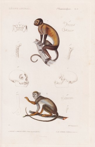 Capucin büscher singe gravure - büscher,