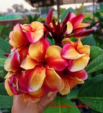 Plumeria rubra fleurs - rubra,