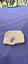 fossile,Insecte,Cabinet De