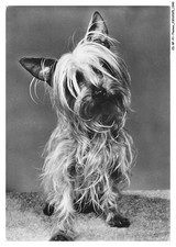 CD-BFP1-0971-CHIEN - Yorkshire terrier