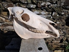 Crâne de cheval #1611