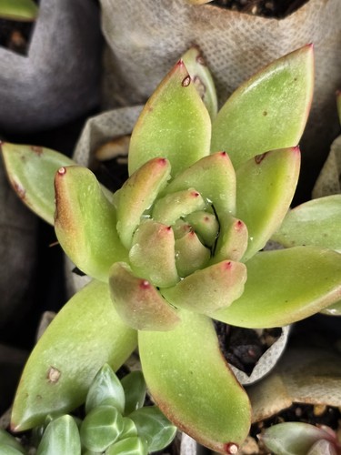Echeveria agavoïde - echeveria,