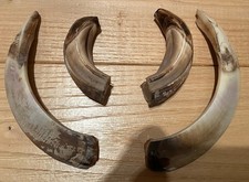 TROPHEE DEFENSES SANGLIER