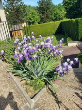 Iris bleu et blanc ou jaune ou bleu