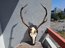 Trophée de cerf élaphe 8 cors irréguliers #2907