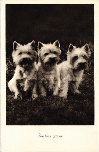 Cpa westies dogs - cpa, ak