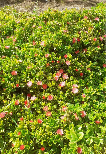 Lot premium succulentes - lot,