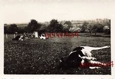 Vaches Mortes À Brimont Près De Reims France