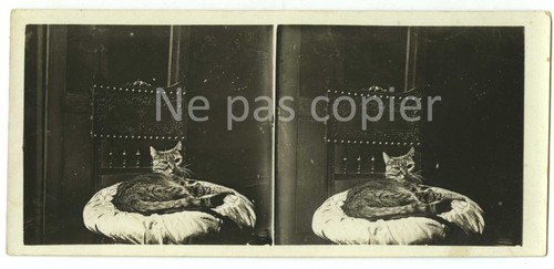 Chat vers 1930 - vers,