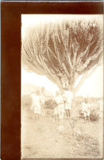 Afrique, euphorbe candélabre Vintage silver print  Tirage citrate  10x15  