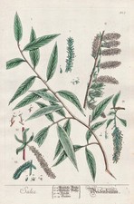 Willow Tree Weide Botanique