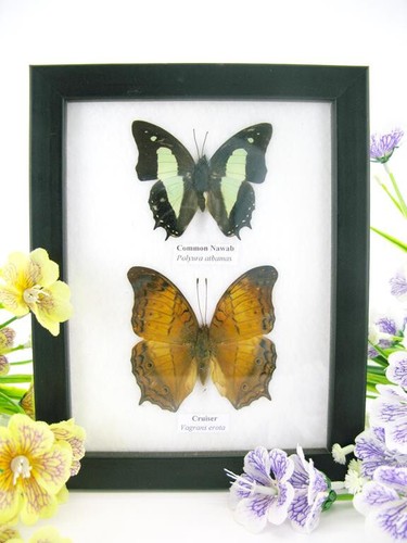 Vrais beaux papillons - 2,
