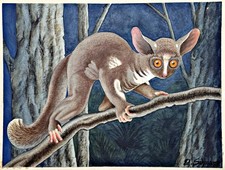 Riesengalago Maki Lémuriens