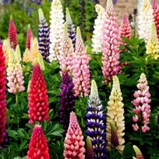 Lot De 10 Graines De Lupin Variés Fleurs Plantes Vivaces,Semences Graines Seed