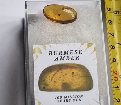 Ambre birman avec vrais - ambre, de