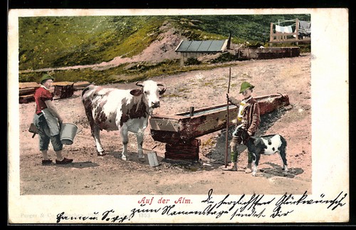 Carte postale vache - , un