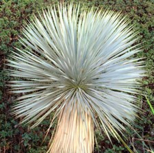Yucca Rostrata | Beaked Yucca