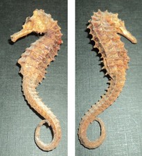 Rare ancien hippocampe