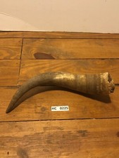 Hill Country Cow horn large