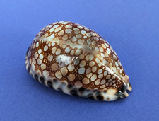 Cypraea Histrio 57,5 mm Gem