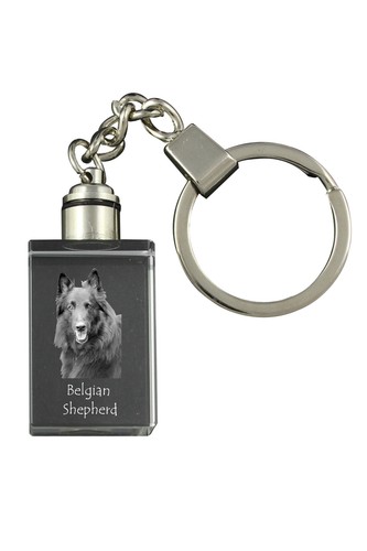 Chiens berger belge - chiens,
