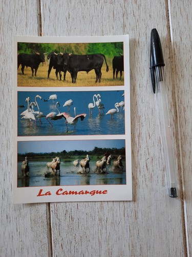 Carte postale 2011 camargue - carte,
