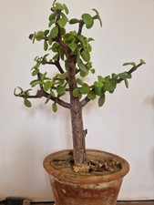 Bonsai variété  Portulacaria Afra