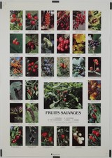 Fruits sauvages Circa 1980 Affiche Originale Éducation Gastronomie
