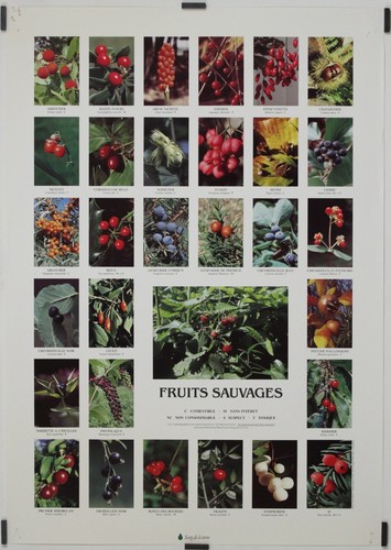 Fruits sauvages circa 1980 - sauvages,