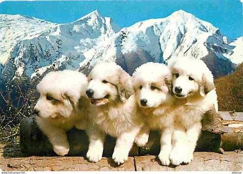 Carte postale animaux - postale,