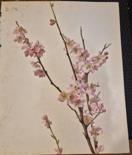 Rare chromolithograph prunus - rare, chromolithograph,prunus