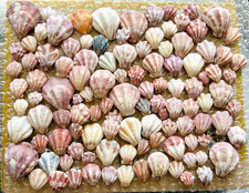 ensemble coquillage japonais