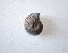 Ammonite du Valanginien de la
