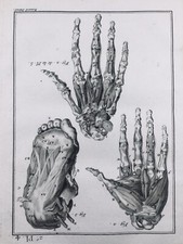 Anatomie Main Pied 1779 Podologue Chirurgie Orthopédique Rare Gravure Diderot