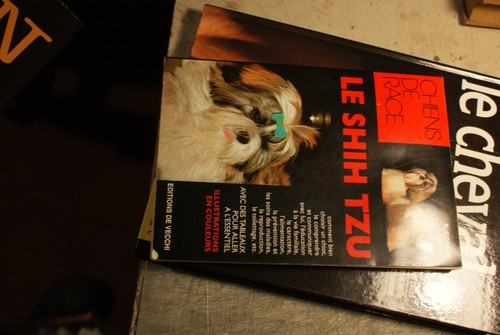 Shih tzu corsini r - shih,