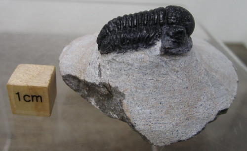 Nice devonian fossil trilobite - devonian,