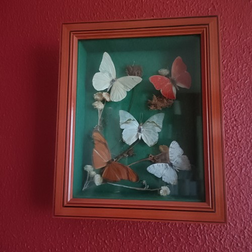 Cadre entomologie sous verre