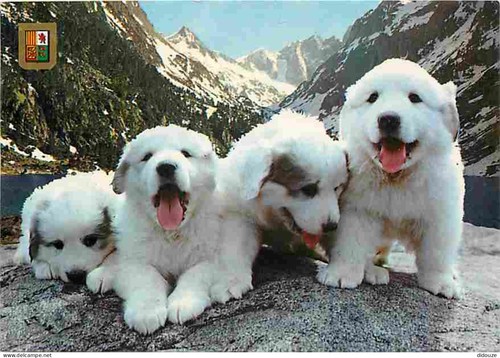 Carte postale animaux - postale,