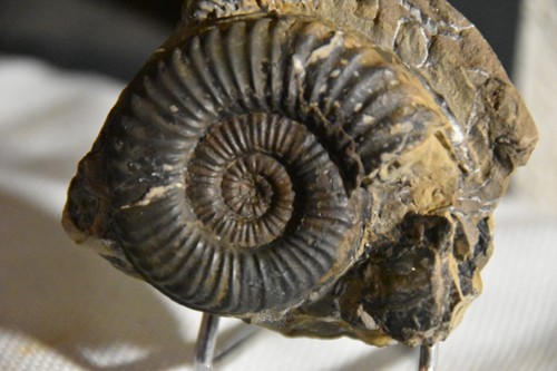 Double ammonite