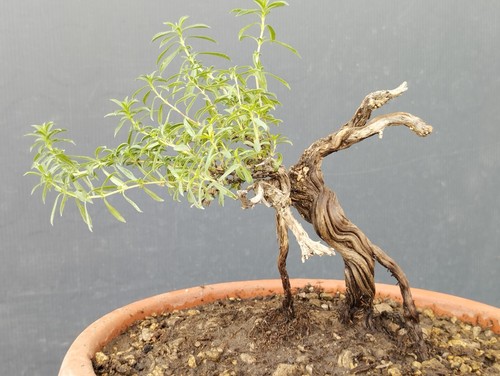 Bonsaï thym 10 cm - de, 15