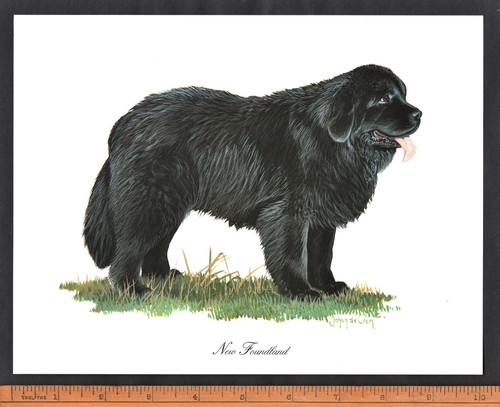 Newfoundland dog stunning - stunning, x